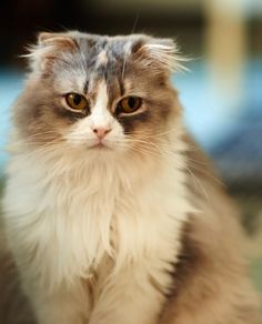 a cat sitting on the floor in front of a bookshelf and looking at the camera