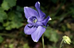 a purple flower is blooming in the garden