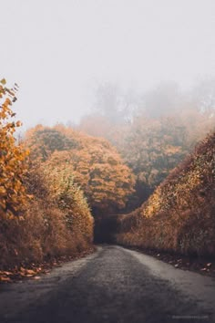 an empty road in the middle of some trees with yellow and red leaves on it