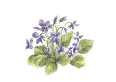 a drawing of purple flowers with green leaves