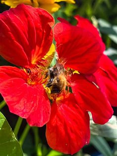 a red flower with a bee on it's center surrounded by yellow and green leaves