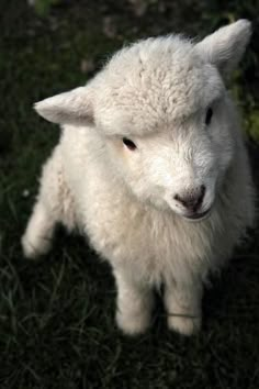 a small white sheep standing on top of a lush green field