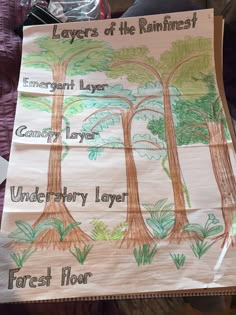 the layers of the rainforest are labeled in this handwritten paper chart for each layer