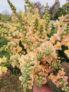 a person's hand holding a bunch of flowers in their left hand, with yellow and pink petals