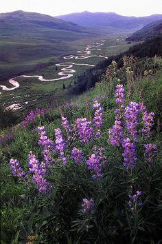 wildflowers in the foreground with a river and mountains in the background