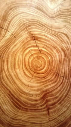 a close up view of a tree trunk showing the rings in it's wood