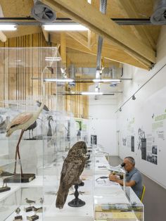 a man is looking at an owl in a glass case with birds on display behind it