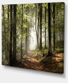 an image of a forest scene with sunbeams in the trees and leaves on the ground