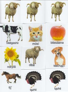 an image of animals and their names in english or italian language on a sheet with pictures of them