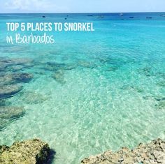 the top 5 places to snorkel in barbados