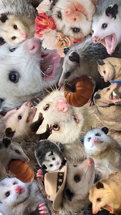 many different types of ferrets with their mouths open