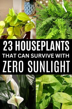 plants that can survive with zero sunlight in the houseplants and other indoor plants