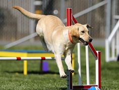 a dog jumping over an obstacle in the grass