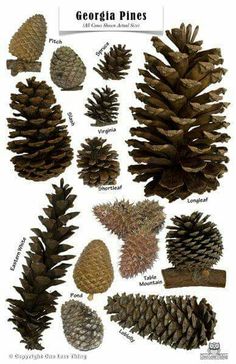 several different types of pine cones are shown in this image, with the names below them