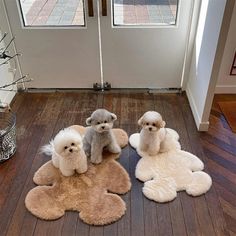 three poodles are sitting on the floor in front of a door with two other dogs