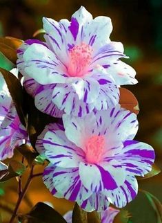 two purple and white flowers with green leaves