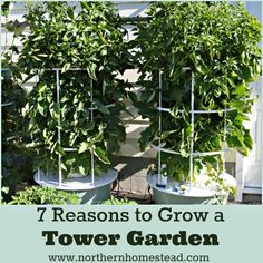 two potted plants with the words 7 reasons to grow a tower garden on them