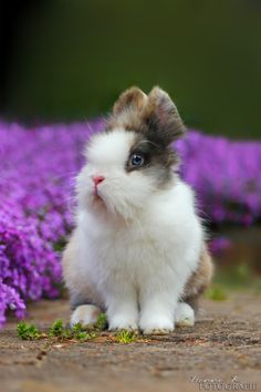 a small white and brown kitten sitting in front of purple flowers