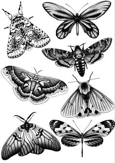 moths are shown in black and white on a white background, each with different colors