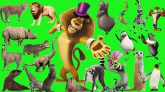 many different kinds of animals on a green screen