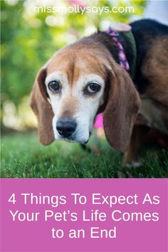 Pets play a valuable role in family life and are considered members of the family by many owners. Like people, as they get older, it is important to adjust your expectations about what your pet is able to do. Pets sometimes demonstrate similar behavioral changes that alert us to the fact that their life is winding down. Losing a pet to old age or illness is never easy. But being prepared and doing your best can make the situation easier on everyone. Cute Dog Breeds, The Loss Of A Pet, Doing Your Best, Dogs Tips, Pet Nutrition, Members Of The Family, Dog Obedience Training, Pet Pet, Very Cute Dogs