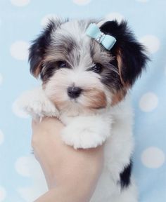 a small white and brown dog with a blue bow on it's head sitting in someones arm