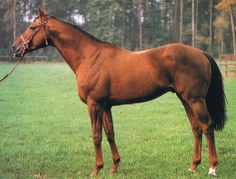 a large brown horse standing on top of a lush green grass covered field with trees in the background