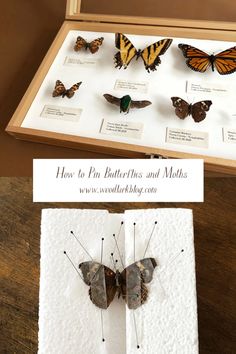 butterflies and moths are displayed on display in a wooden box with information about the species