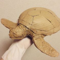 a small turtle is held in someone's hand with white gloves on its arm