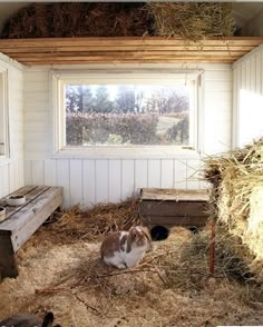 a barn with hay and rabbits in it