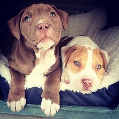 two brown and white dogs laying on top of a dog bed next to each other