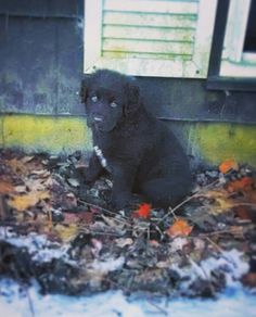 a black dog sitting on top of leaves in front of a building with a window