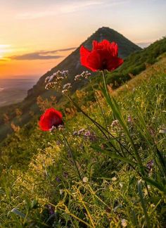 two red poppies in the grass on a hill at sunset with mountains in the background