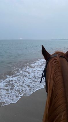 a horse standing on top of a beach next to the ocean