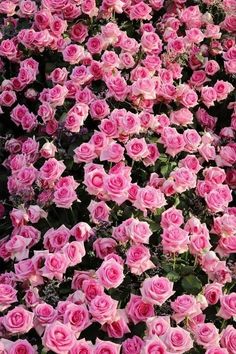 many pink roses are blooming together in the garden and it is hard to tell what color they are