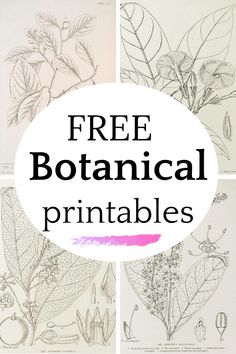 free botanical printables for kids and adults to color with the text, free botanical printables