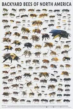 an insect poster showing the different types of bees in north america, with caption below