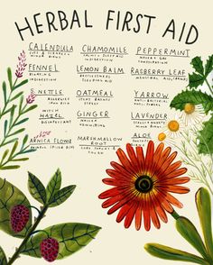 Herbal First Aid, Medical Herbs, Magia Das Ervas, Herbs And Flowers, Magic Herbs, Herbal Recipes, Magical Herbs, Herbal Apothecary, Natural Healing Remedies