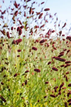 some very pretty purple flowers in a field with blue sky behind them and grass blowing in the wind