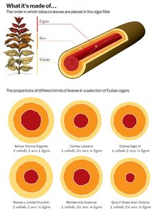 Cigar Anatomy - The Anatomy of the Tobacco Plant Gentlemen's Club, Premium Cigars, Men Stuff, Fine Wine