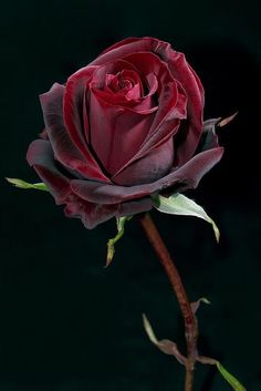 Single Red Rose, Rose Belle, Love Roses, Beautiful Rose Flowers, Love Rose, Flower Beauty, Beautiful Blooms, Rose Garden, Amazing Flowers