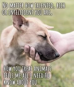 a dog is being petted by someone's hand with the caption, no matter how talented, rich or intelligent you are