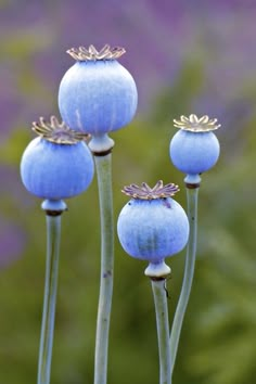 three blue flowers with gold stems in front of some purple and green leaves on the other side