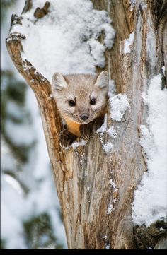 a small animal sticking its head out of a hole in a snow covered tree trunk