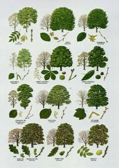 an image of different types of trees