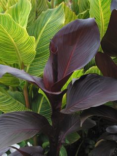 a plant with green leaves and purple flowers in the foreground, surrounded by other plants