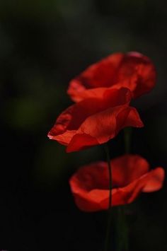 two red flowers are in the dark with water droplets on them and one is blooming