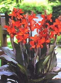 a potted plant with red flowers sitting on top of a wooden table in a garden