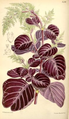 an illustration of purple flowers with green leaves