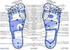 blue Get Rid Of Inflammation, Muscle Chart, Hand Pressure Points, Body Reflexology, Circular Diagram, Chart Presentation, Ear Reflexology